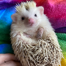 Load image into Gallery viewer, Rainbow cuddle fleece handling blankets for hedgehogs and small pets.