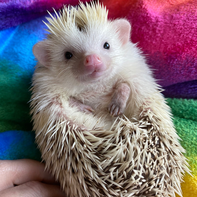 Rainbow cuddle fleece handling blankets for hedgehogs and small pets.