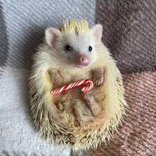 Load image into Gallery viewer, Candy cane photo prop. Christmas prop for photos.