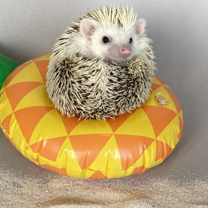 Inflatable floaties for photo props. Various styles.