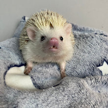 Load image into Gallery viewer, Glow in the dark stars cuddle fleece handling blankets for hedgehogs and small pets.