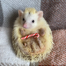Load image into Gallery viewer, Candy cane photo prop. Christmas prop for photos.