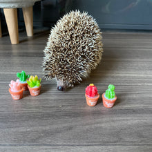 Load image into Gallery viewer, Mini cactus photo props. Garden photo props. Set of 5 plants.