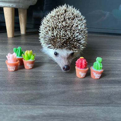 Mini cactus photo props. Garden photo props. Set of 5 plants.