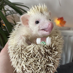 Hogaccino. Coffee cup photo props.