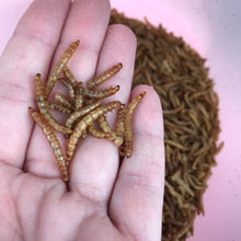 Load image into Gallery viewer, Dry meal worms. African pygmy hedgehog treats. Hedgehog treat.
