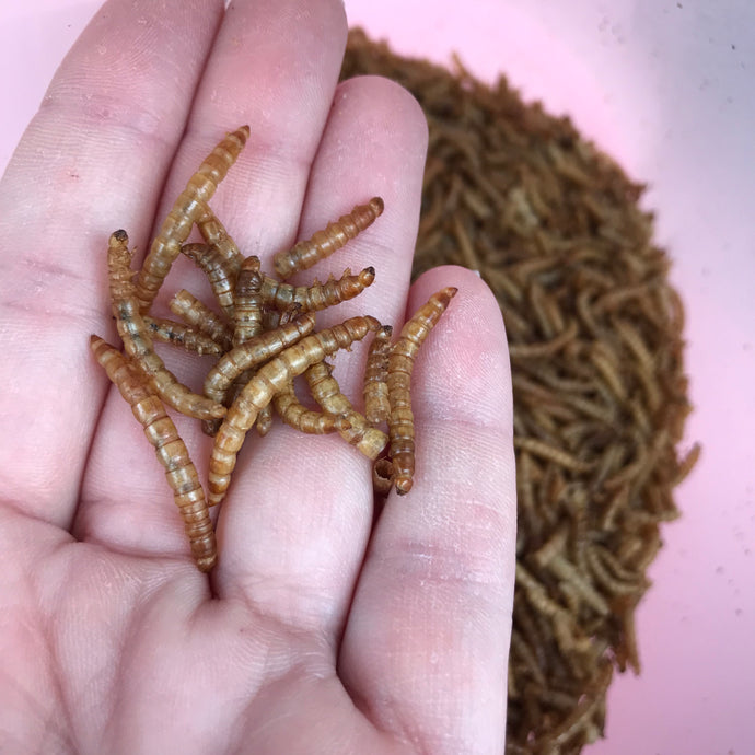 Dry meal worms. African pygmy hedgehog treats. Hedgehog treat.
