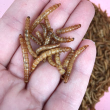 Load image into Gallery viewer, Dry meal worms. African pygmy hedgehog treats. Hedgehog treat.
