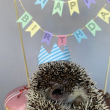 Load image into Gallery viewer, HUFFY BIRTHDAY: Hedgehog Birthday Box. Birthday gifts and props.