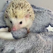 Load image into Gallery viewer, Glow in the dark stars cuddle fleece handling blankets for hedgehogs and small pets.