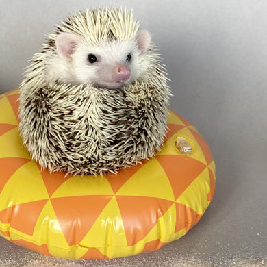 Inflatable floaties for photo props. Various styles.