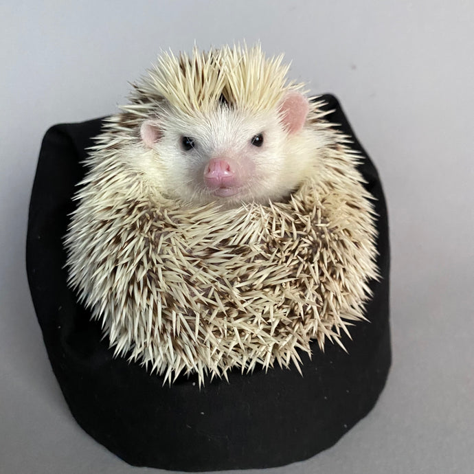 Mini bean bag photo prop. Hedgehog bean bag.