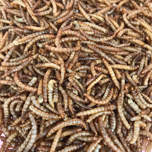Dry meal worms. African pygmy hedgehog treats. Hedgehog treat.