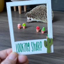 Load image into Gallery viewer, Mini cactus photo props. Garden photo props. Set of 5 plants.